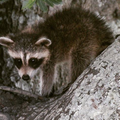 Judy Drew Fairchild On Instagram Baby Raccoons Are Always Interesting