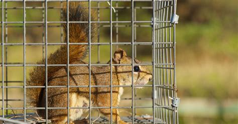 The best places to set traps are the spots where the. Animal Trapping and Removal Service | Nuisance Wildlife ...