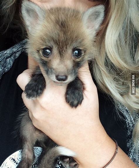 Adorable Baby Red Fox 9gag