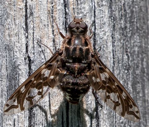 Bee Fly Xenox Tigrinus Bugguide Net