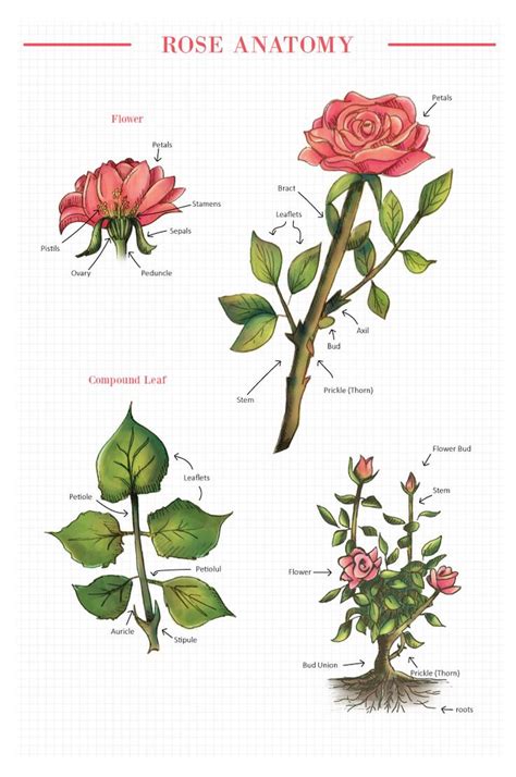 Rose Anatomy Official Blog Of Jackson And Perkins Flower Anatomy