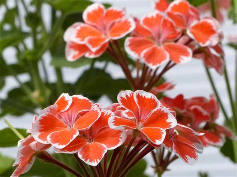 Common Flowering House Plants - Dreamley