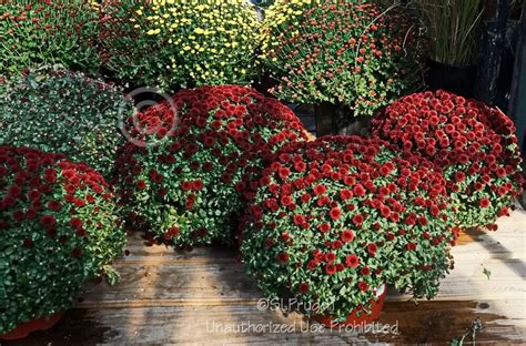 Get an overview of major world indexes, current values and stock market data. PlantFiles Pictures: Chrysanthemum, Garden Mum, Florist's ...