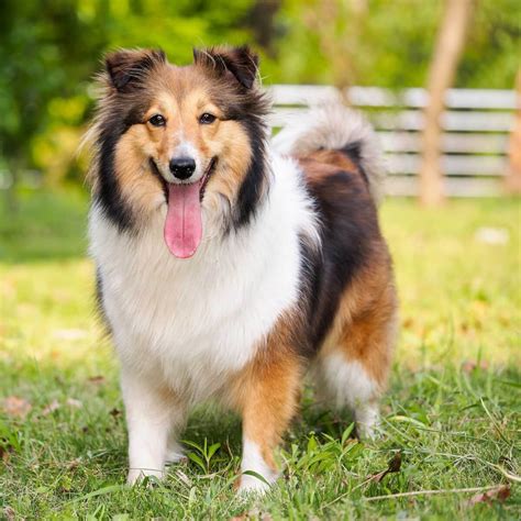 Sheltie Dog Breed Profile Information Characteristics Dog Dwell