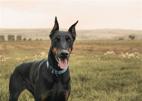 Most Popular Large Dog Breeds Alton Telegraph