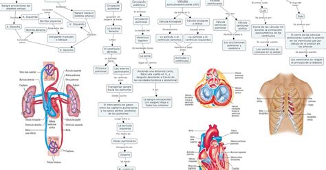 Fisiologia Basica Y Medica Mapa Conceptual De Generalidades De Corazon