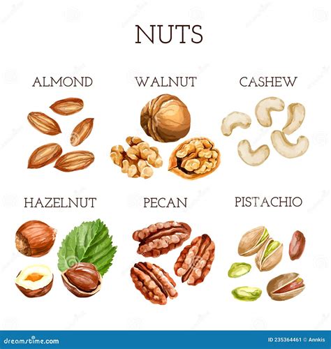 Watercolor Nut Collection Different Types Of Nuts With Names Stock