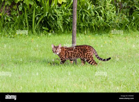 Bengal Cat Pet Cat Hunting In Grass Stock Photo Alamy