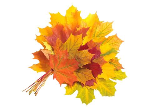 Autumn Leaves Arranged As A Single Maple Leaf Stock Photo Image Of