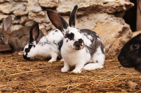 Why Do Rabbits Dig Holes Rabbits Life