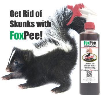 Anyone who has lived through a flea infestation knows how miserable it can become. How to Get Rid of Skunks | Fox Urine Skunk Repellent