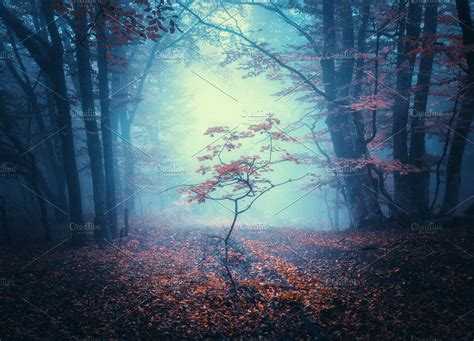 Beautiful Dark Mystical Forest High Quality Nature Stock Photos
