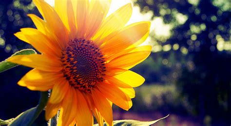 Hoa Mặt Trời Là Hoa Gì Ý Nghĩa Những Câu Nói Hay Hình ảnh đẹp Về Hoa