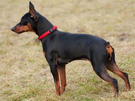 If you are looking to adopt or buy a doberman take a look here for puppies for as we will have black/rust puppies, males and females and possibly if we are lucky some browns from one female. Miniature Pinscher Puppies and Dogs for sale near you