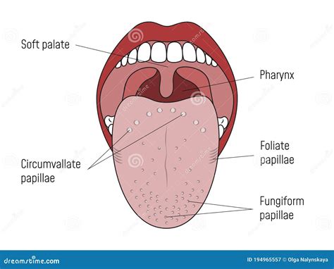 Lingual Gustatory Papillae And Taste Buds Human Mouth Cartoon Vector