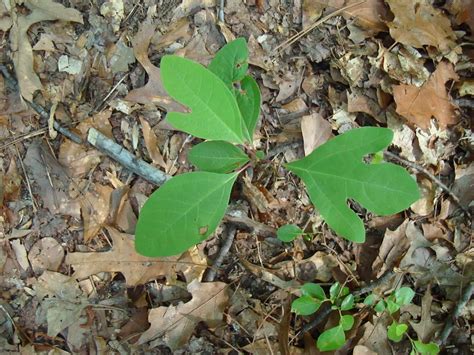 Sassafras An Illegal Substance That Grows Wild In Our Back Yards Eat