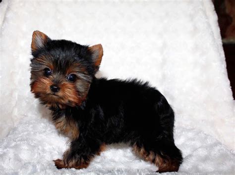 Teacup Yorkie Puppy For Sale Yorkie Breeder In California Iheartteacups