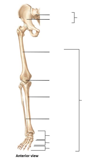Exam Pelvic Girdle Lower Limb Diagram Quizlet
