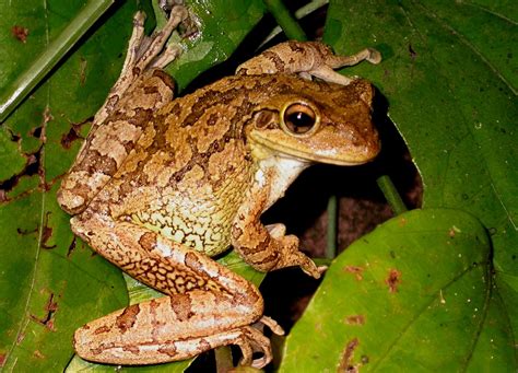 Cuban Tree Frog Facts And Pictures
