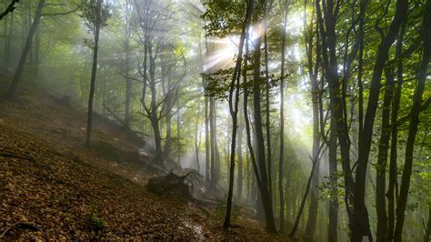 Photo Rays Of Light Foliage Fog Autumn Nature Trees 2560x1440