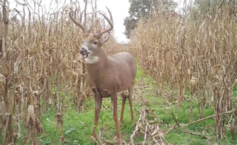 The Best Stands To Hunt During The Rut Deer And Deer Hunting