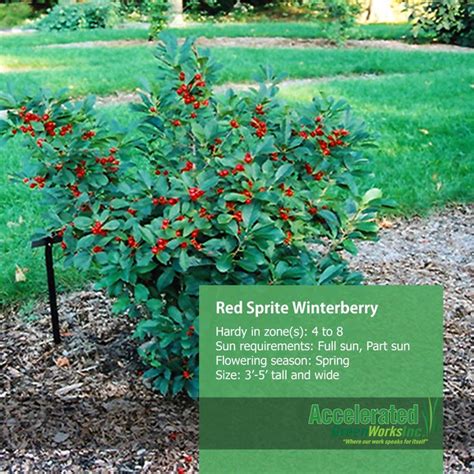 Red Sprite Winterberry Xeriscape Landscape Plan Winterberry
