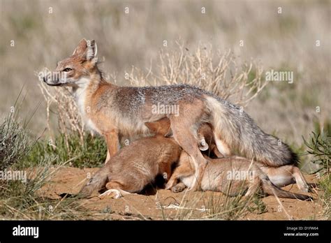 Swift Fox Vulpes Velox Vixen Nursing Her Four Kits At Their Den