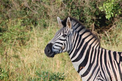 Free Images Nature Wildlife Wild Fauna Zebra