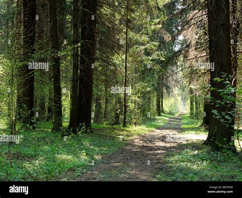 Footpath In Green Spring Forest Stock Photo Alamy
