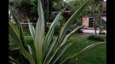 Desain pagar kebun 2021 dapatkan ragam kumpulan ide untuk desain pagar kebun 2021 dari berbagai model melalui situs designarsitektur.com salah satunya bisa anda dapatkan dibawah ini: Rumah design Bali dengan kebun minimalis berkonsep hutan ...