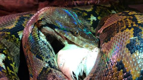 Monster Reticulated Python Eating Youtube