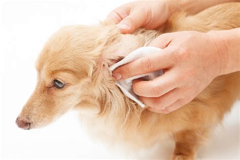 Wondering How To Clean Your Dogs Ears A How To And How Often Guide