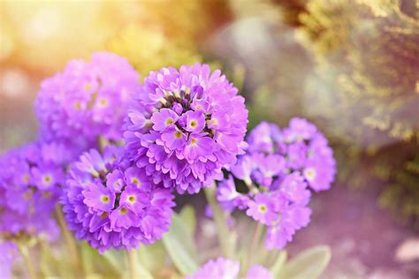 February Birth Month Flowers Violet Iris And Primrose Petal Republic