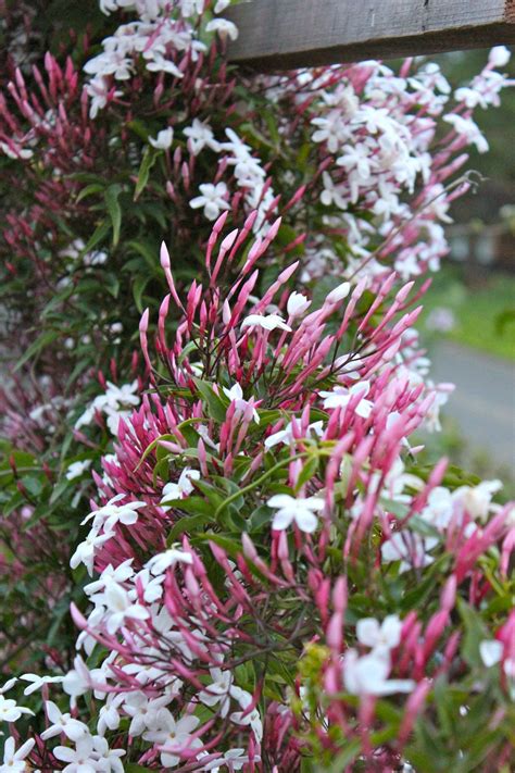 5 Climbing Pink Jasmine Seeds Rare Tree Tropical Fragrant Flower