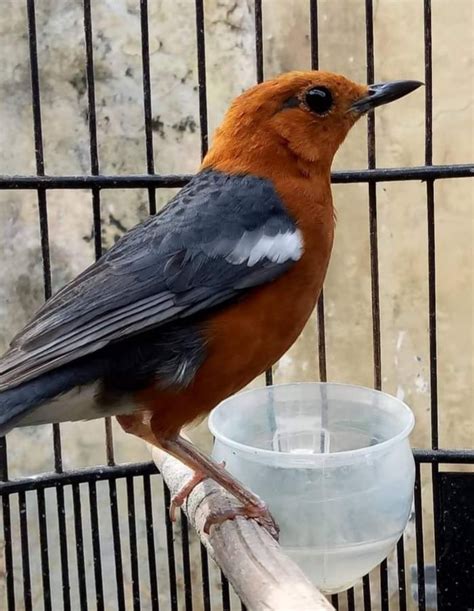 Cara Mengobati Burung Anis Merah Katarak Ramuan Dan Perawatannya Idnfarmers