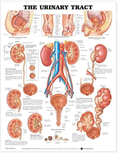The Urinary Tract Anatomical Chart Anatomical Chart