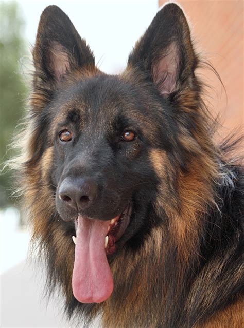 Sally was stray at shelter. Westside German Shepherd Rescue of Los Angeles