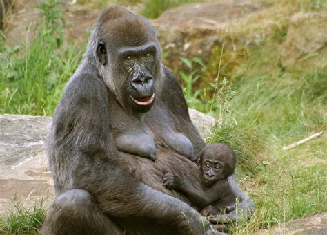Gorilla Mother And Baby Photograph By Julie L Hoddinott