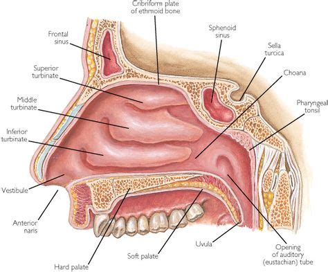 Parts De L Olfacte Els Sentits Cavidad Nasal Olfato Y Anatomia Y