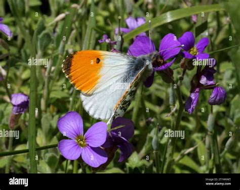 Orange Tip Butterfly Anthocharis Cardamines Male Imago Feeding On