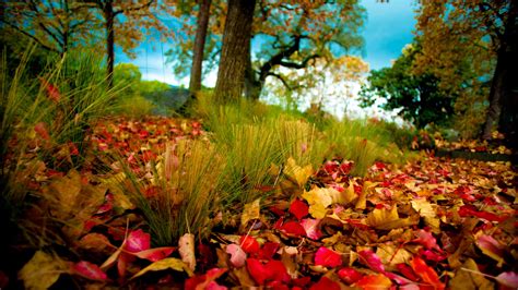 Herbstwald Herbstblätter Auf Dem Rasen 2560x1600 Hd Hintergrundbilder