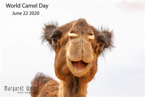World Camel Day 2020 Margaret Weiss Photography