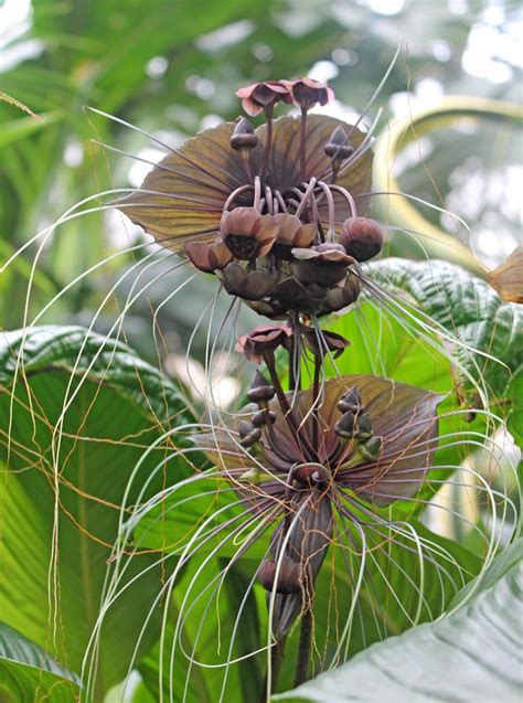Strange And Spooky Plants For Halloween Horticulture And Home Pest News