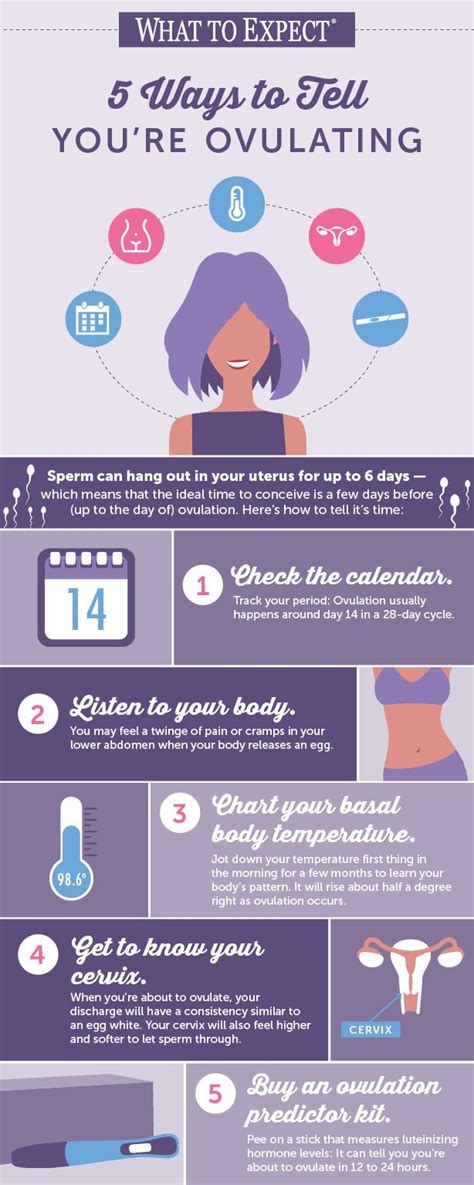 Learn The Signs Of Ovulation With This Shareable Infographic Getting