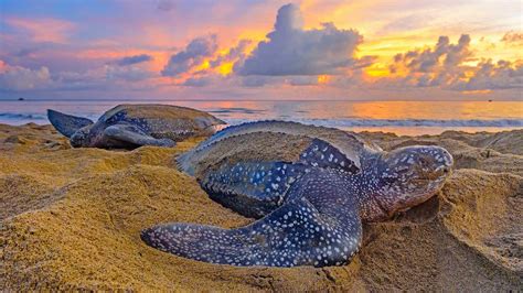 Leatherback Sea Turtle Wallpapers Wallpaper Cave