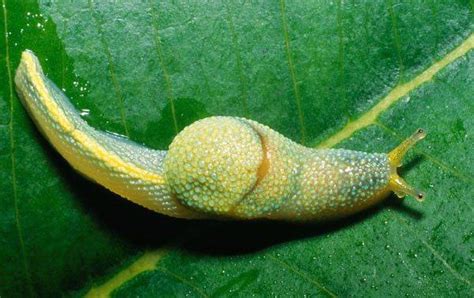 10 Amazing Animal Abilities Listverse Slugs Borneo Animals