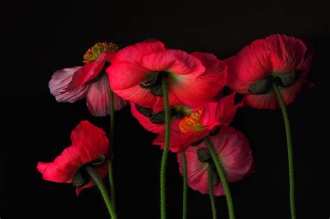 Icelandic Poppies The View From Down Below Because Id L Flickr