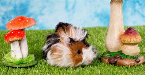 So what can cavies eat? Can Guinea Pigs Eat Mushrooms - A Pet Owners Diet Guide