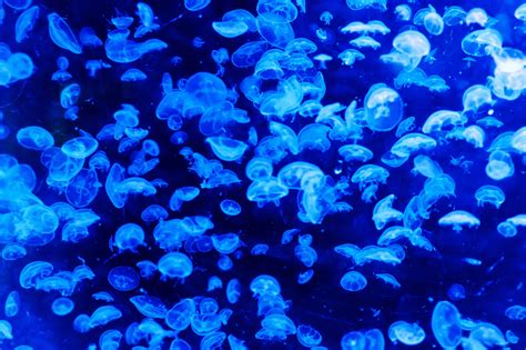 Animal Jellyfish 4k Ultra HD Wallpaper