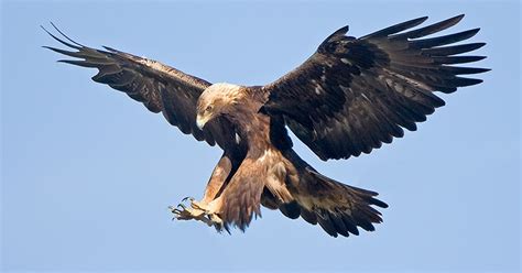 Golden Eagle Aquila Chrysaetos Speed Size And Eagle Facts